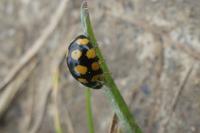 Coccinula quatuordecimpustulata