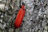 Pyrochroa coccinea
