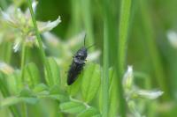 Cidnopus pilosus