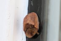Hypocassida subferruginea
