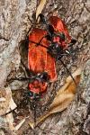 Pyrrhidium sanguineum