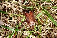 Melolontha melolontha