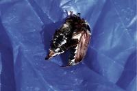 Melolontha melolontha