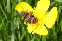 Trichodes alvearius