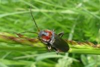 Cantharis fusca
