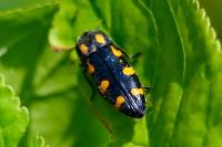 Ptosima undecimmaculata