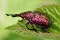 Rhynchites auratus