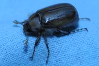 Amphimallon solstitiale
