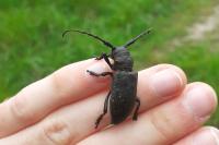 Lamia textor