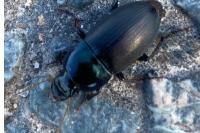 Harpalus dimidiatus