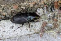 Harpalus dimidiatus
