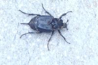 Valgus hemipterus