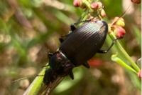 Poecilus cupreus