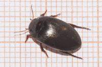 Agabus bipustulatus