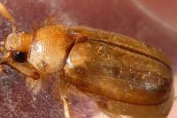 Rhizotrogus marginipes