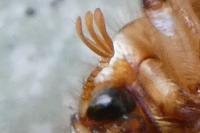 Rhizotrogus marginipes