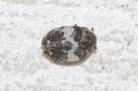 Anthrenus pimpinellae