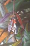Cantharis rustica