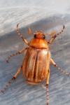 Rhizotrogus marginipes