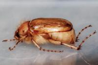 Rhizotrogus marginipes