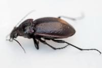 Carabus nemoralis