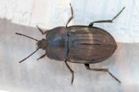 Silpha carinata