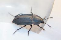 Silpha carinata