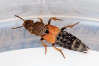 Platydracus chalcocephalus