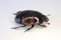 Hister quadrimaculatus