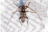 Leiopus