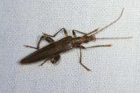 Oedemera femoralis