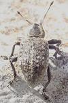 Liophloeus tessulatus