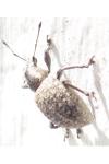 Liophloeus tessulatus