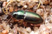 Harpalus affinis