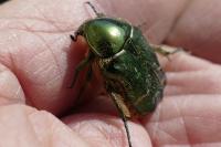 Cetonia aurata