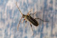 Grammoptera ruficornis