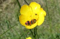 Trichodes alvearius
