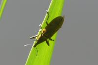 Lixus