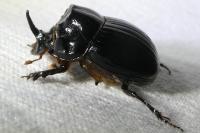 Copris lunaris