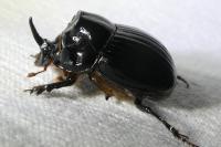 Copris lunaris