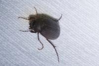Maladera holosericea