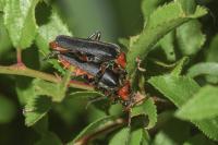 Cantharis rustica