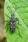 Rhagium bifasciatum
