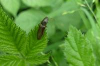 Athous haemorrhoidalis