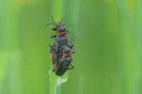 Cantharis rustica