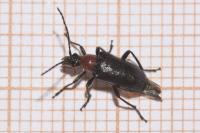 Dinoptera collaris