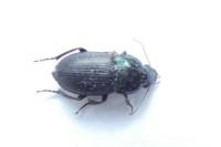 Harpalus dimidiatus