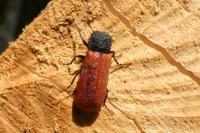 Bostrichus capucinus