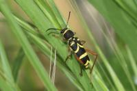 Clytus arietis