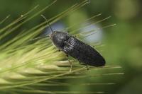 Melanotus punctolineatus